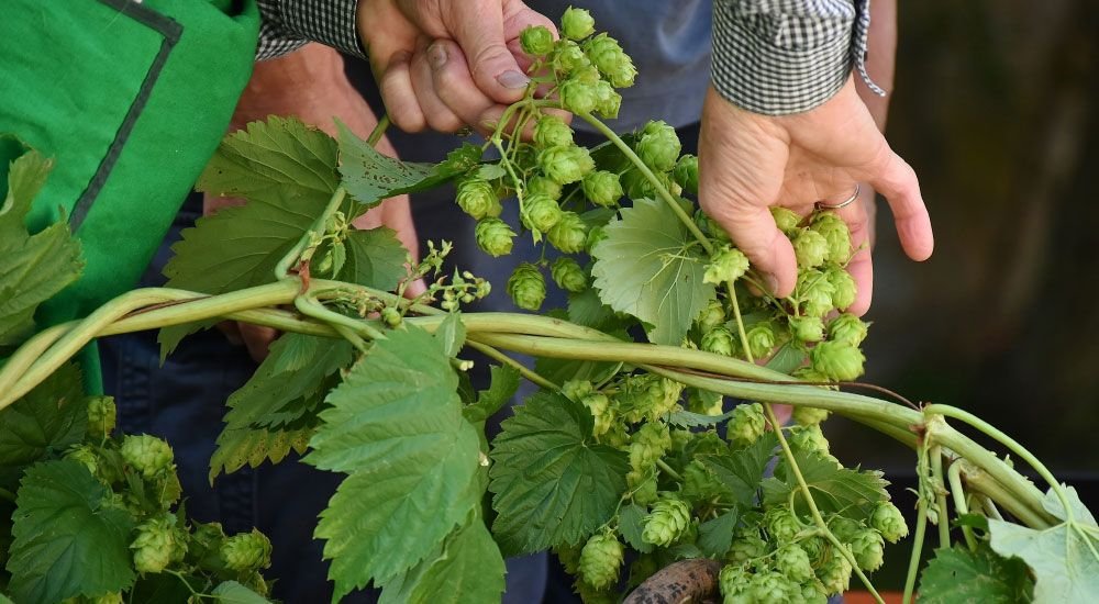 Person Working with Hops Vines 1